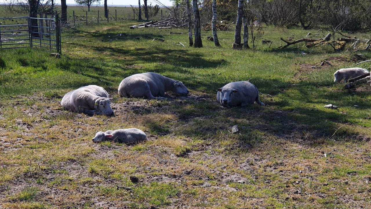 Photo of Others in Nørre Hurup