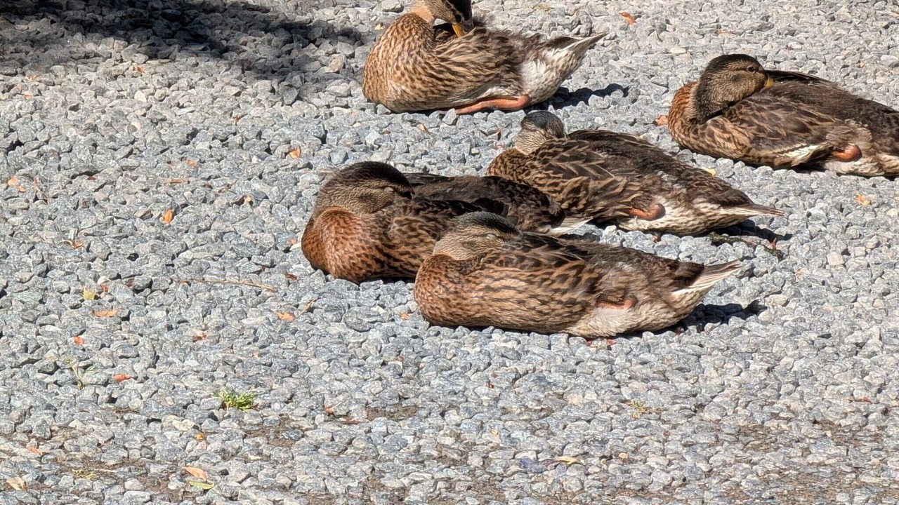 Photo of Others in Lyngsbæk Strand