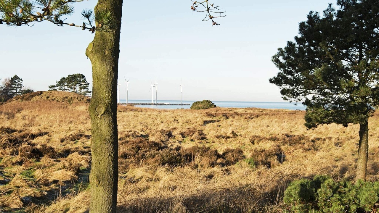 Photo of Others in Bønnerup Strand
