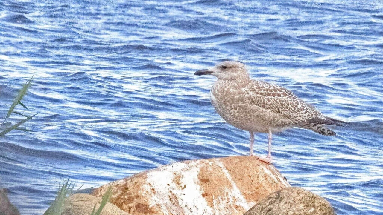 Photo of Others in Sønder Nissum