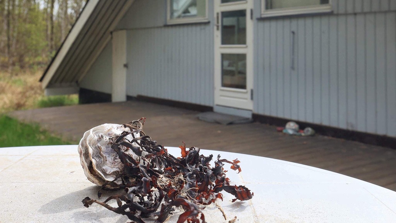 Photo of Others in Læsø