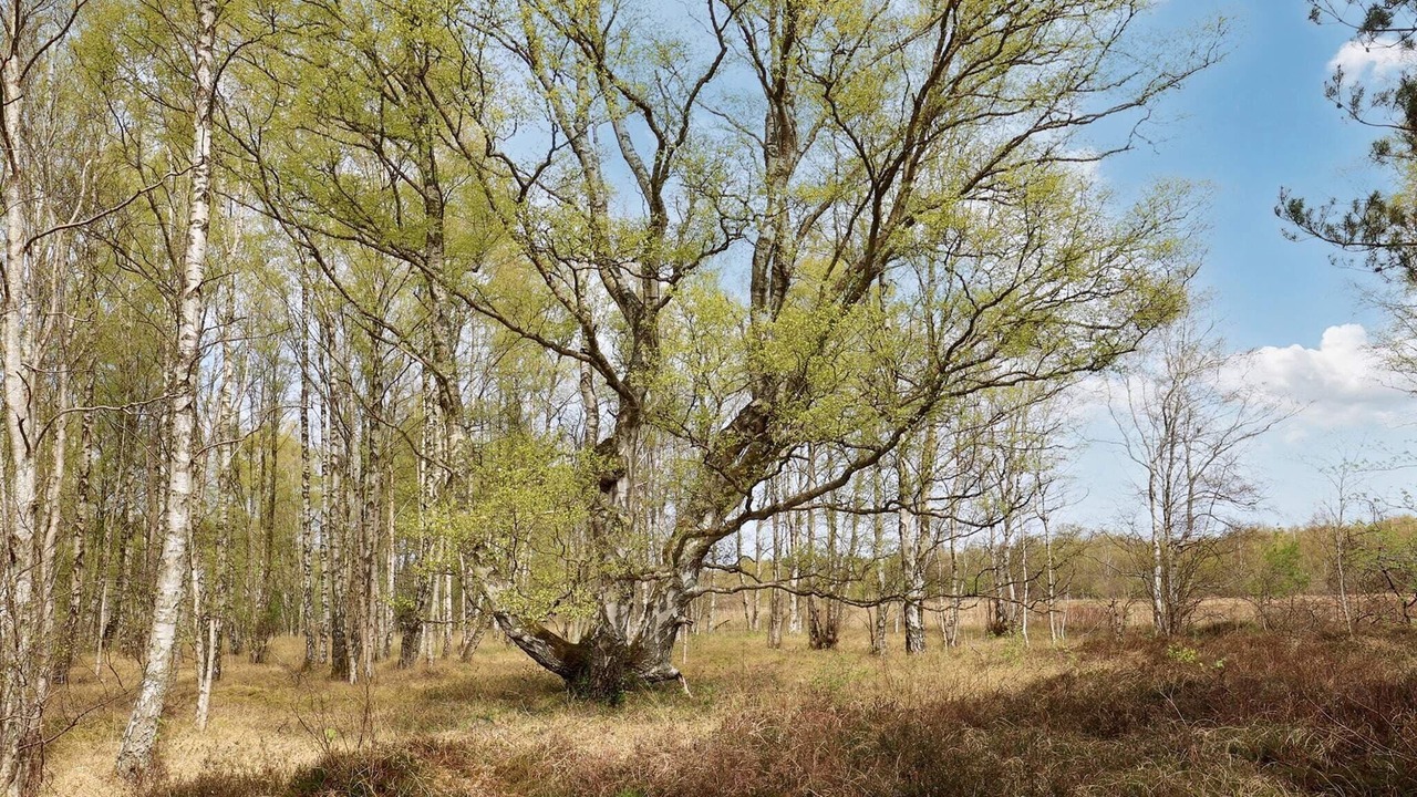 Photo of Others in Læsø
