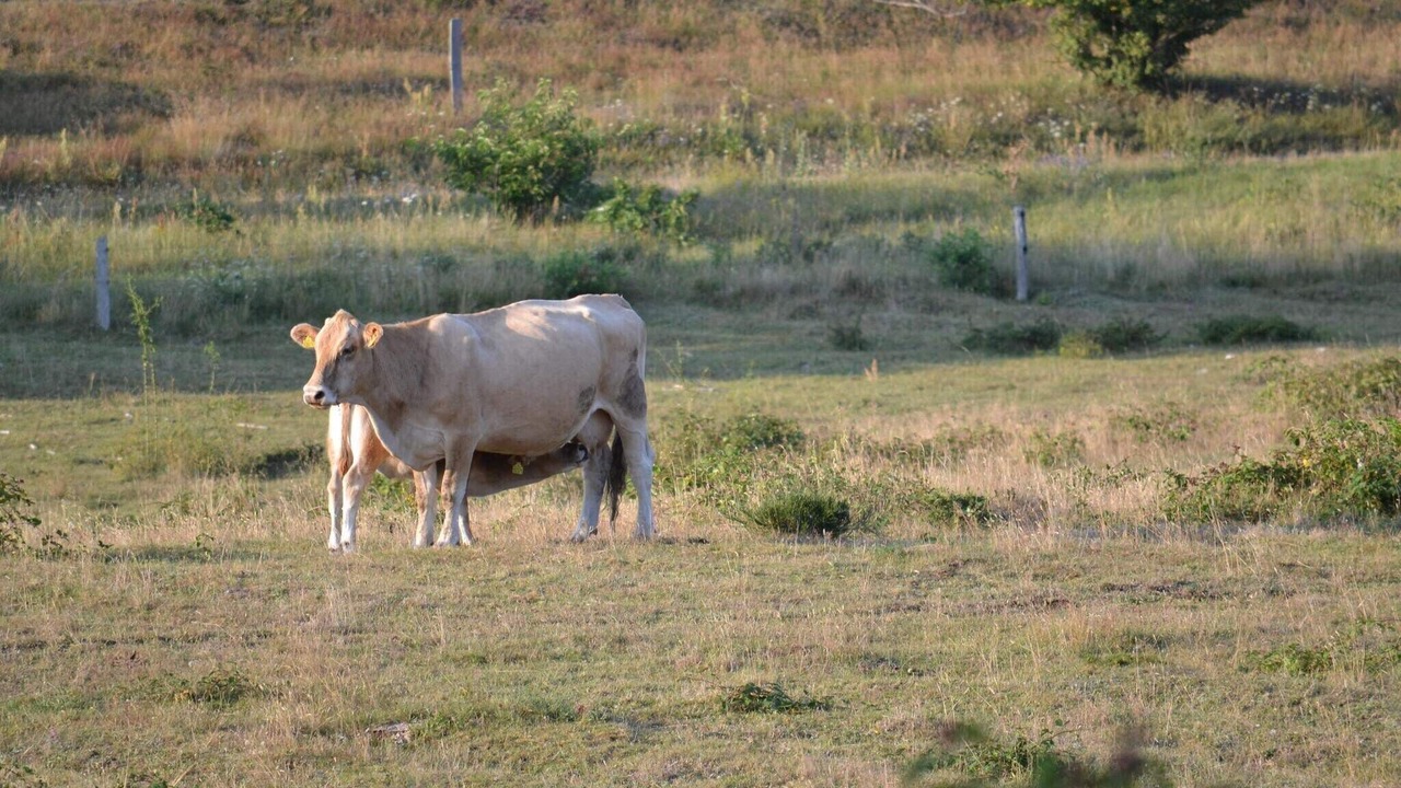 Photo of Others in Knebel
