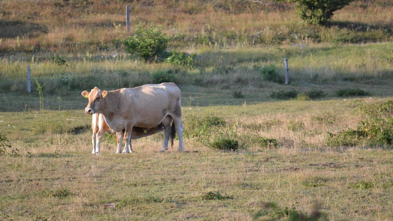 Photo of Others in Knebel