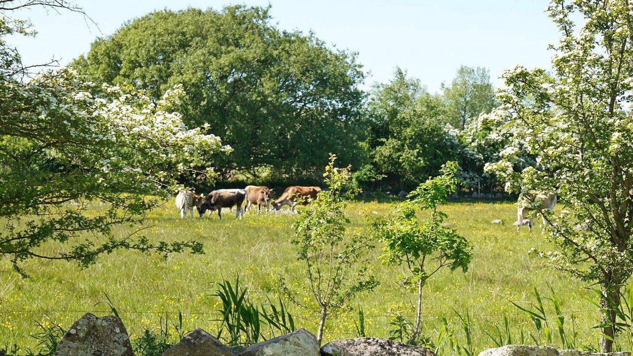 Photo of Others in Ristinge