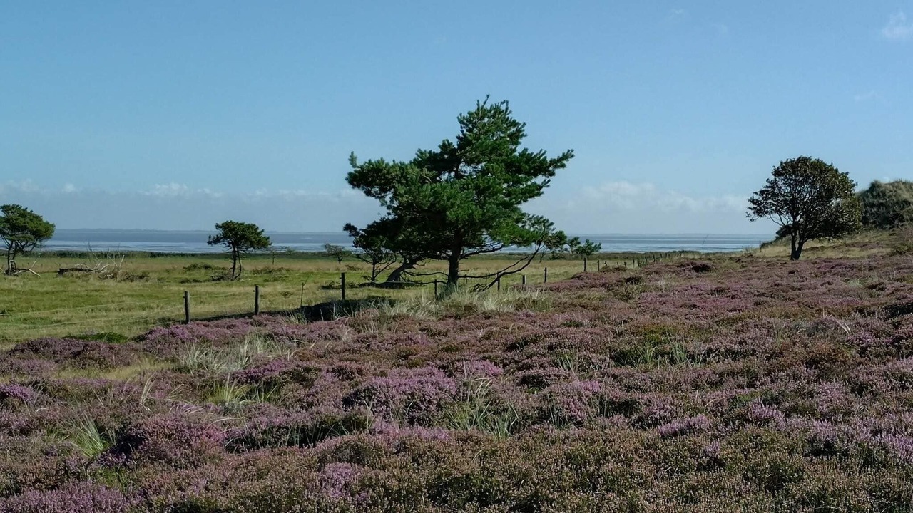 Photo of Others in Sønderho