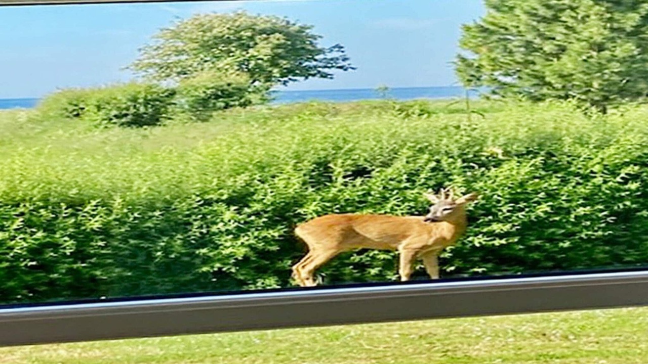 Photo of Outdoor in Nysted