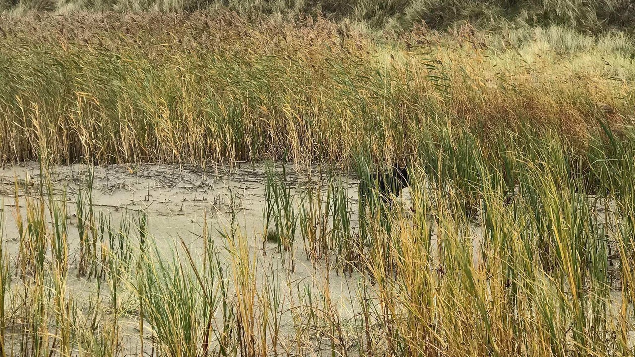 Photo of Others in Læsø