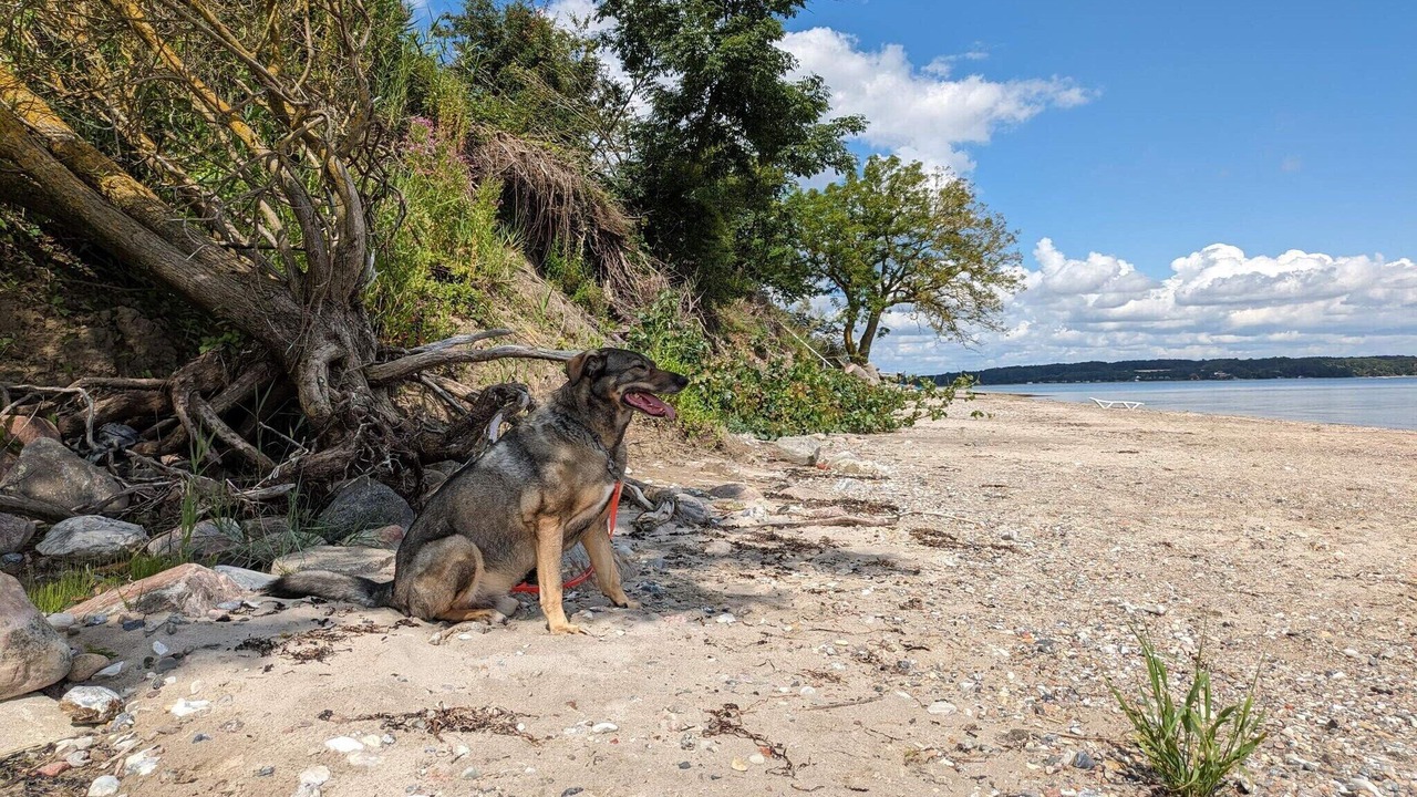 Photo of Others in Diernæs Strandby