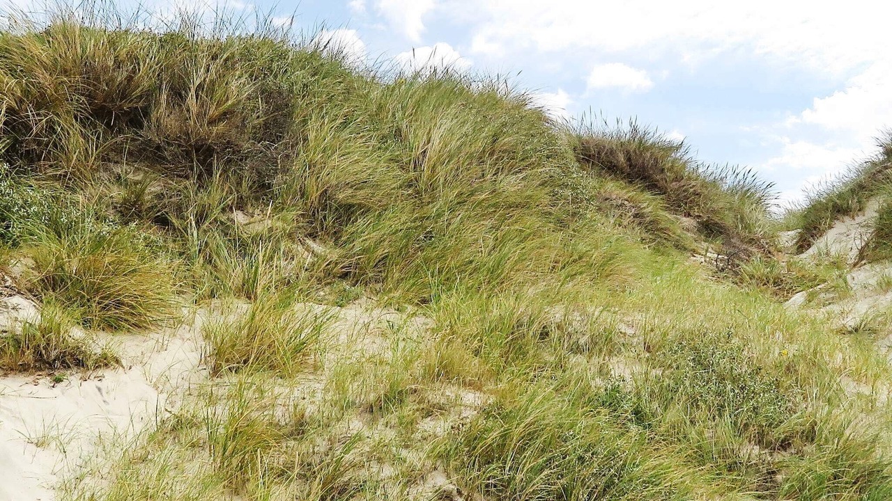 Photo of Others in Torup Strand