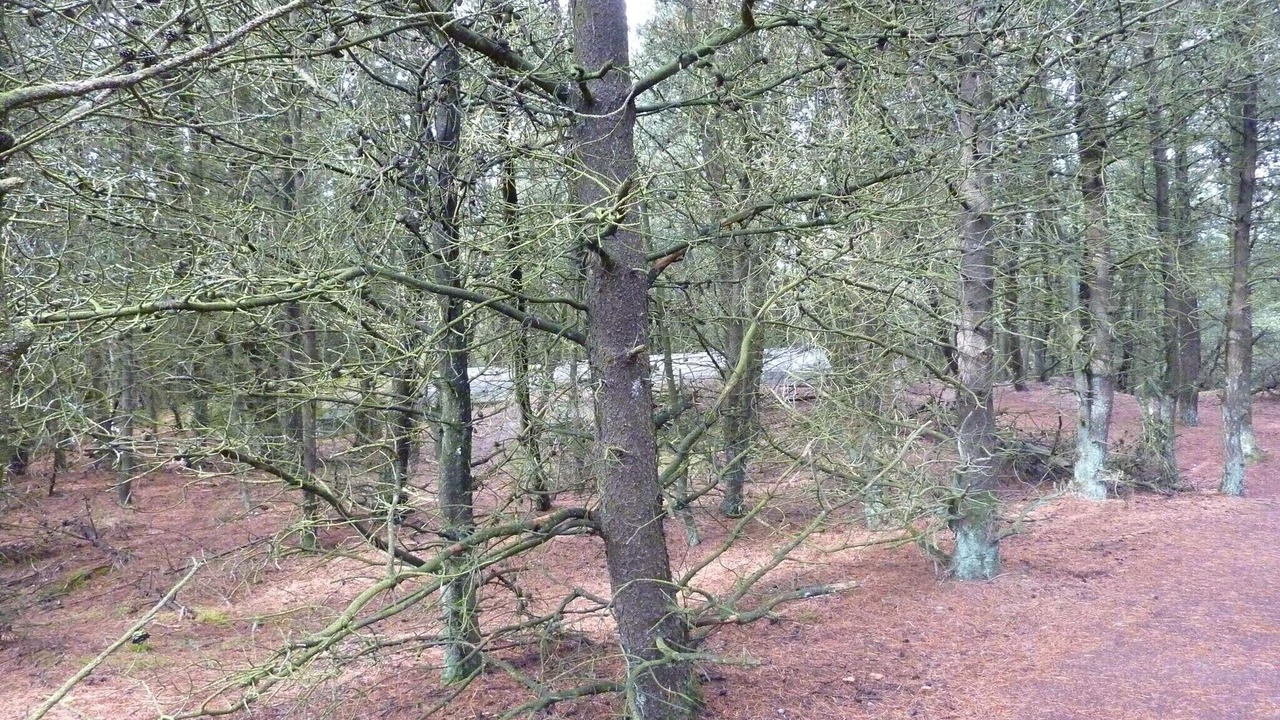 Photo of Others in Bolilmark