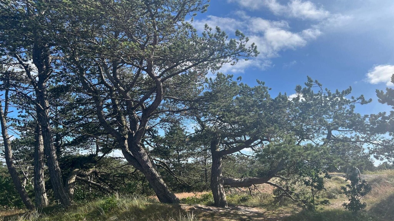 Photo of Others in Bolilmark