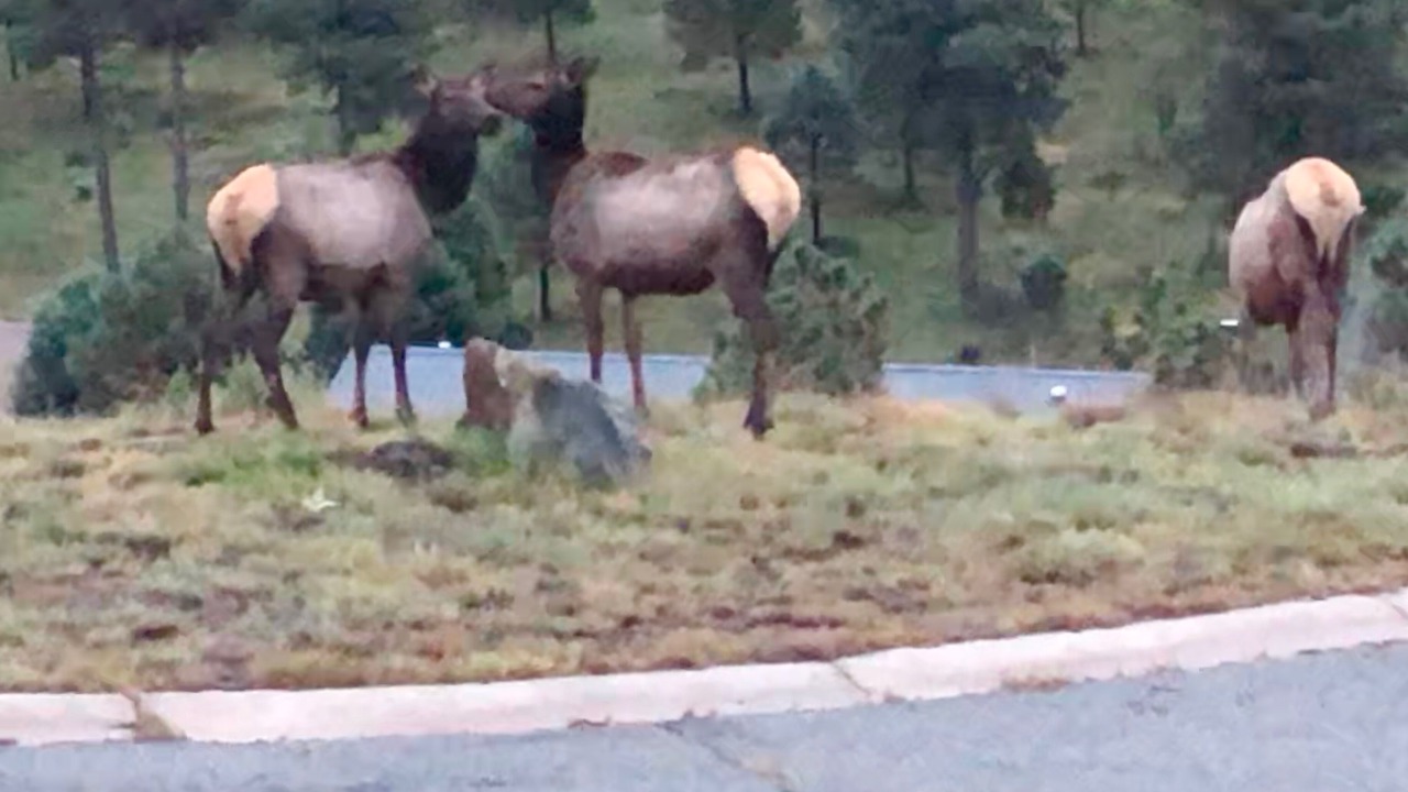 Photo of Others in Ruidoso