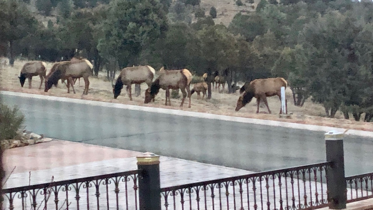 Photo of Others in Ruidoso