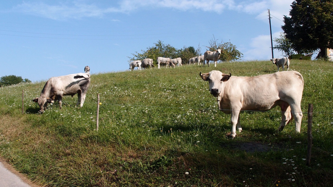 Photo of Outdoor in Seix