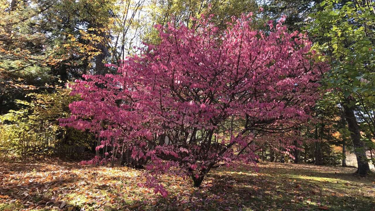 Photo of Outdoor in Amherst