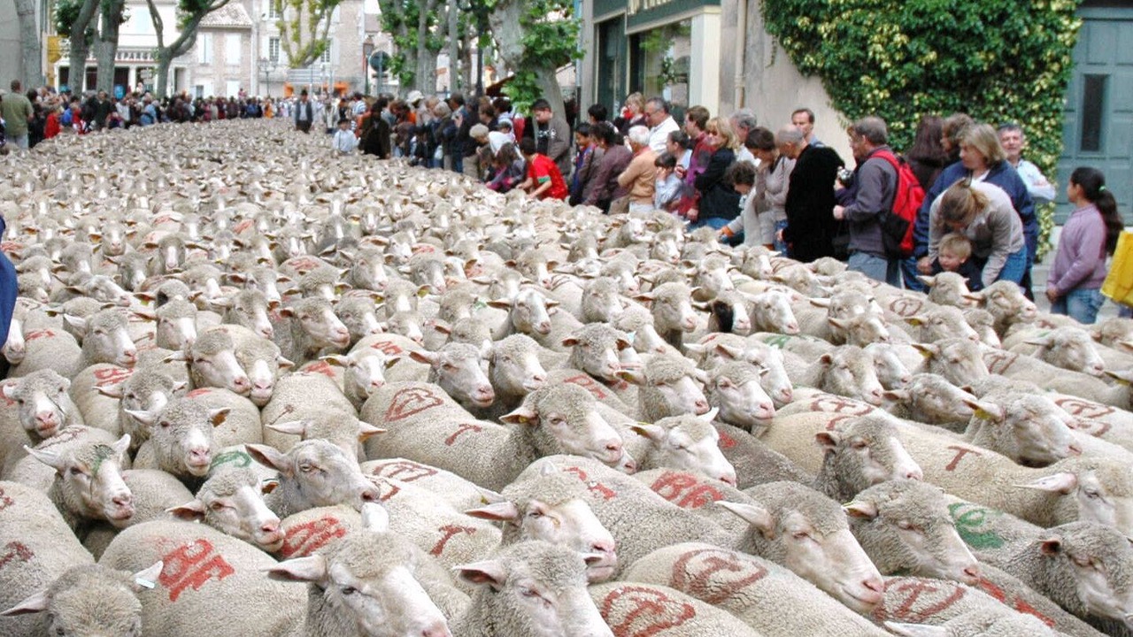 Photo of Others in Tavel