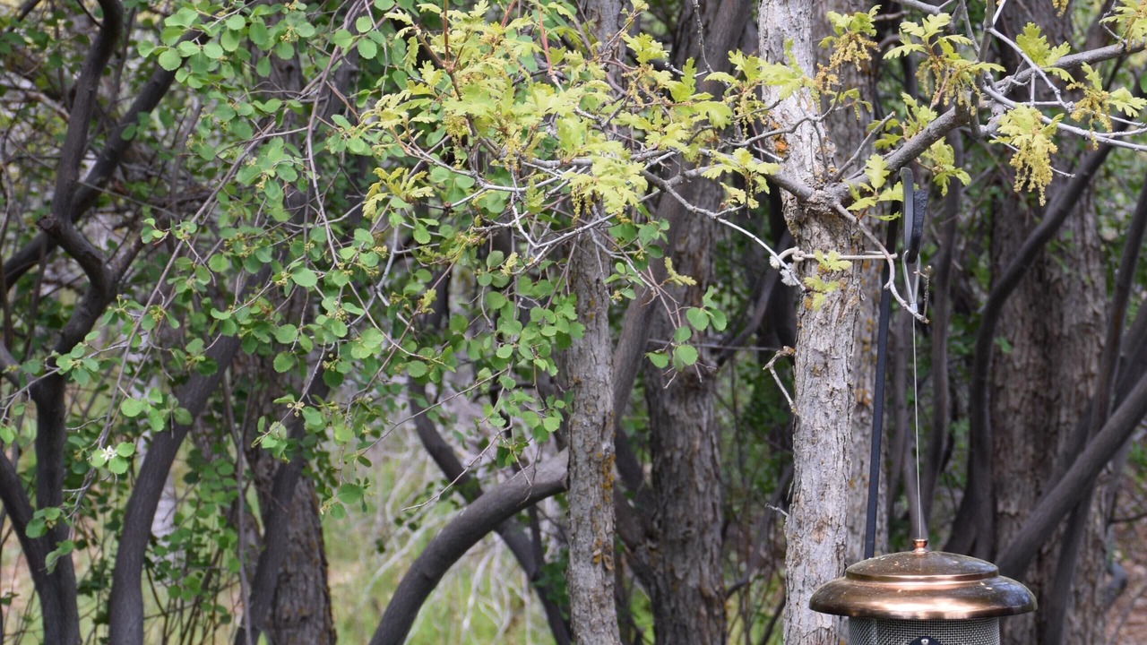 Photo of Others in Pine Valley