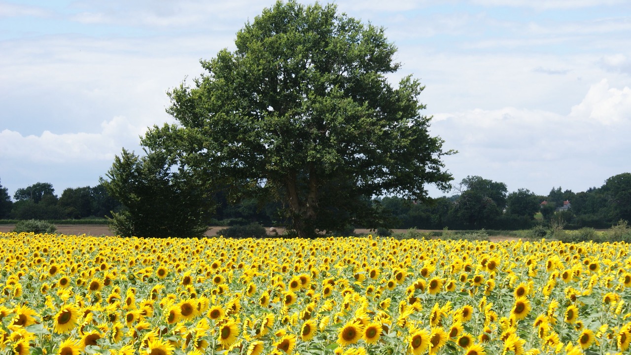 Photo of Outdoor in Lessac