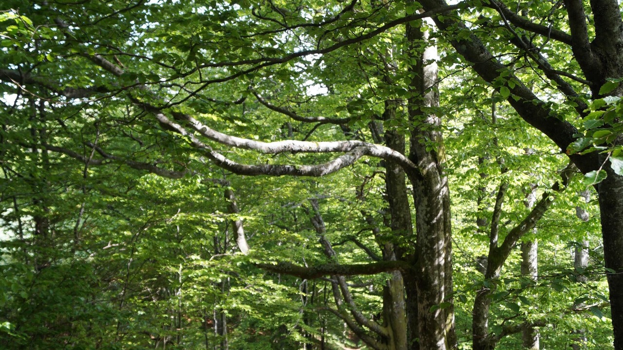 Photo of Outdoor in La Bresse