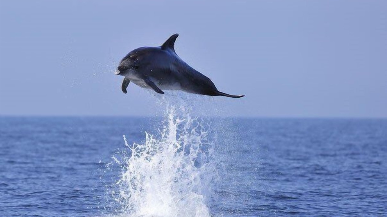 Photo of Others in Le Grau-Du-Roi