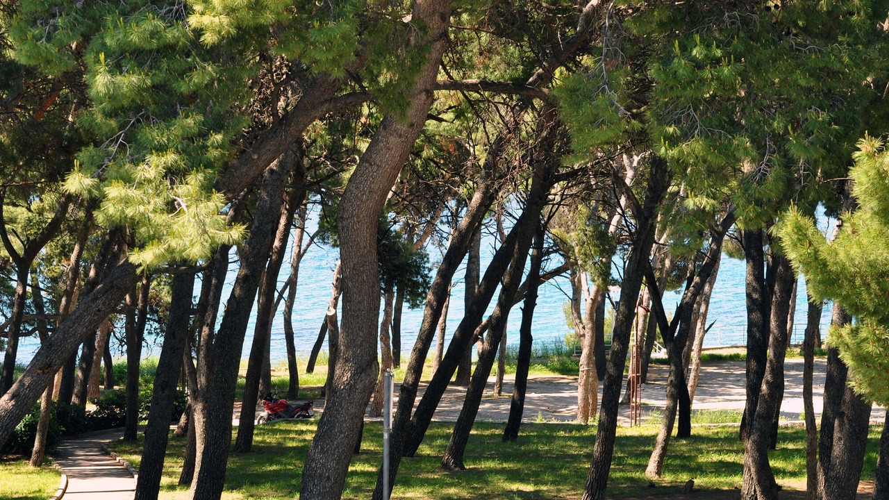Photo of Others in Bacvice