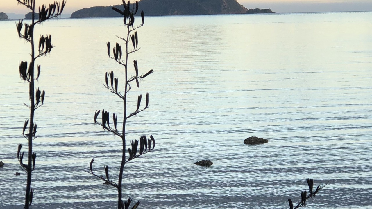 Photo of Others in Coromandel