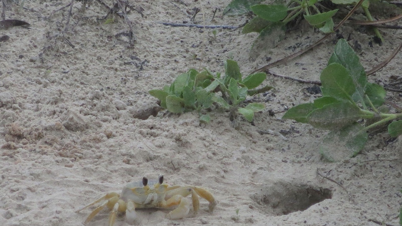 Photo of Others in Galveston