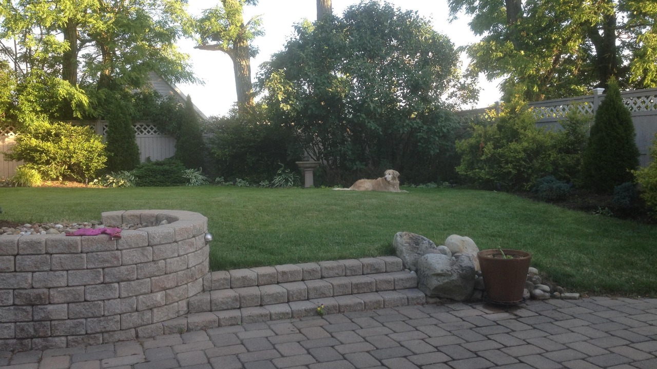 Photo of Others in Green Tree