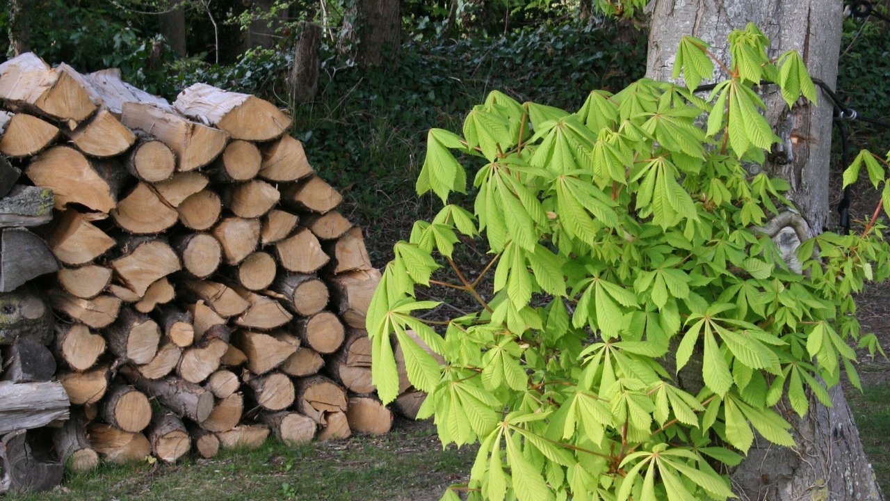 Photo of Outdoor in Pourville-sur-Mer