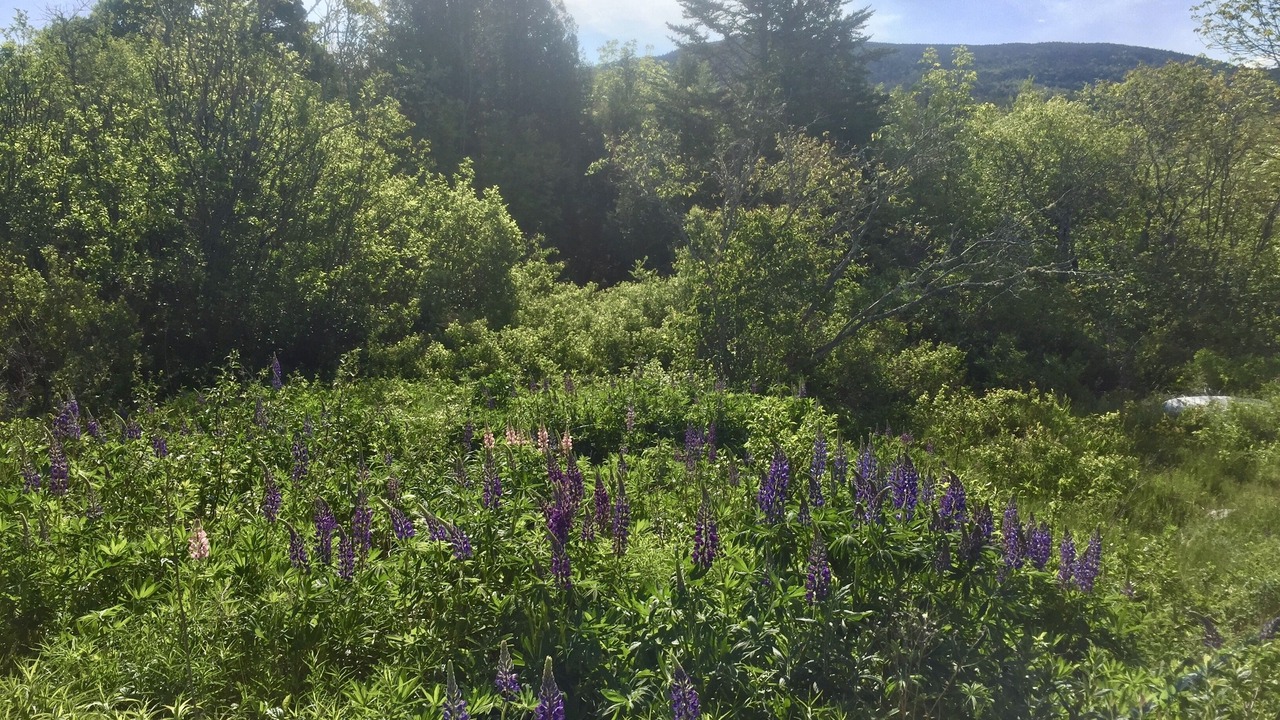 Photo of Outdoor in Seal Cove