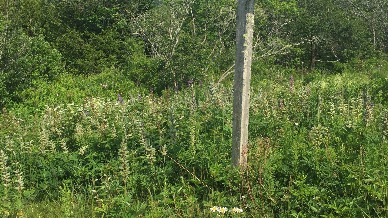 Photo of Outdoor in Seal Cove
