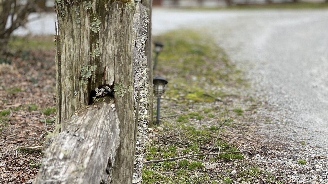 Photo of Outdoor in Tiger