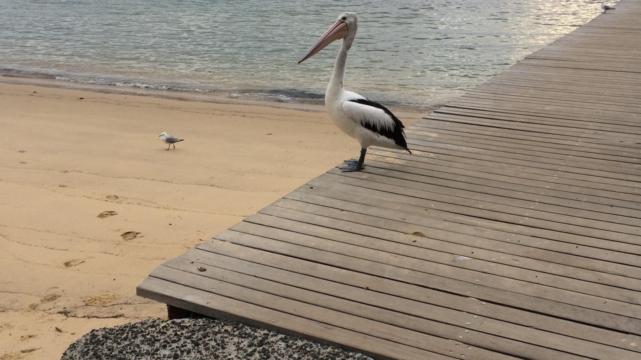 Photo of Others in Mosman