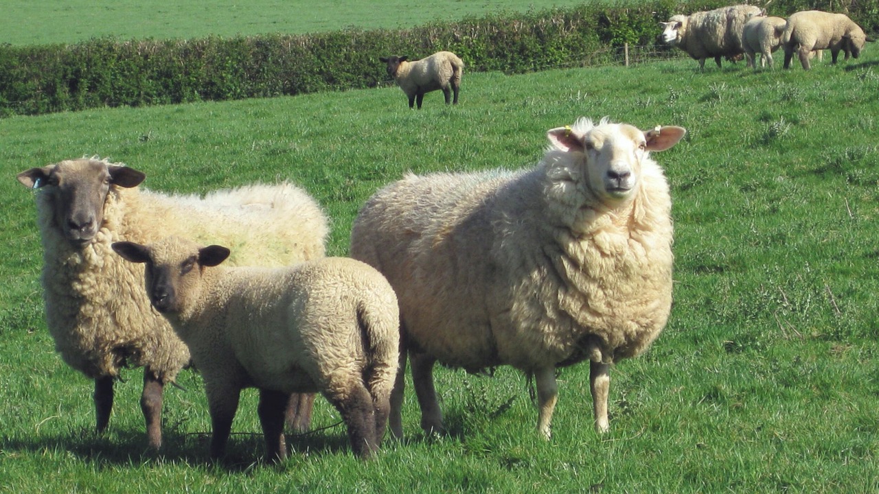 Photo of Others in Liskeard