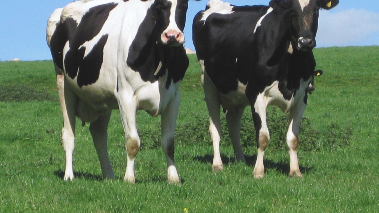 Photo of Others in Liskeard