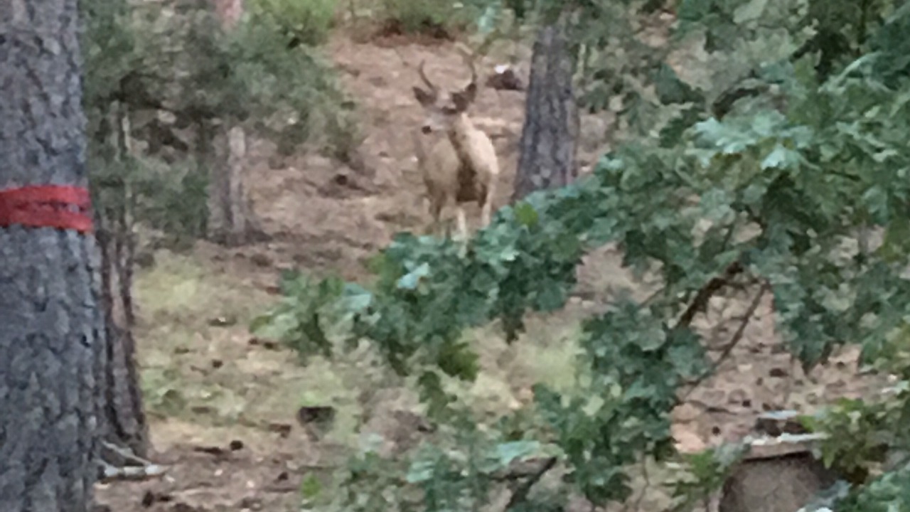 Photo of Outdoor in Cedar Crest