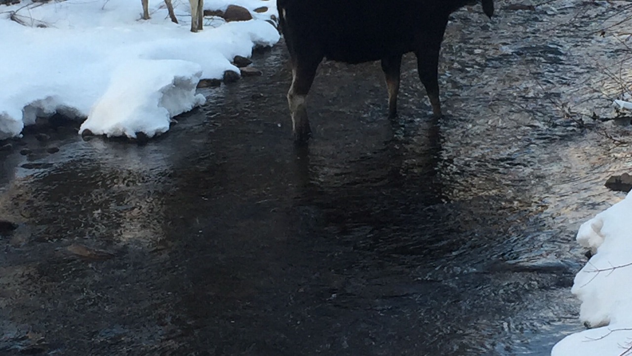 Photo of Others in Steamboat Springs