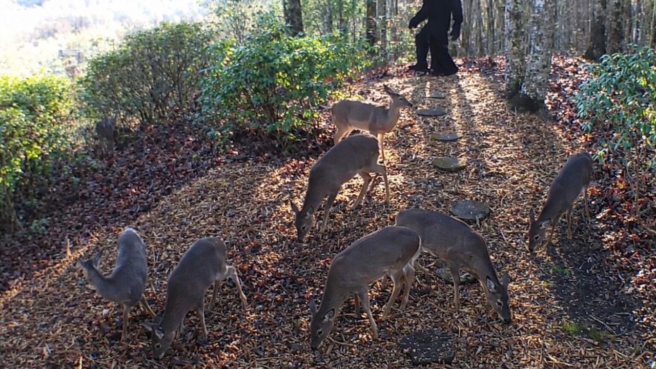 Photo of Others in Blue Ridge