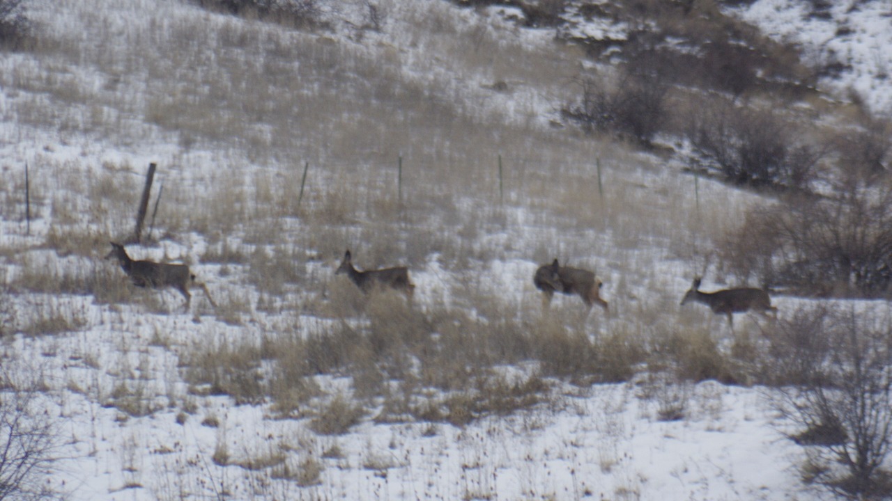 Photo of Others in White Bird