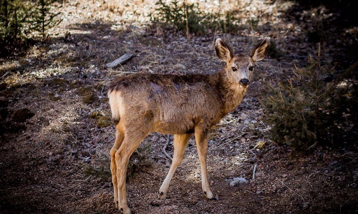 Photo of Others in Divide