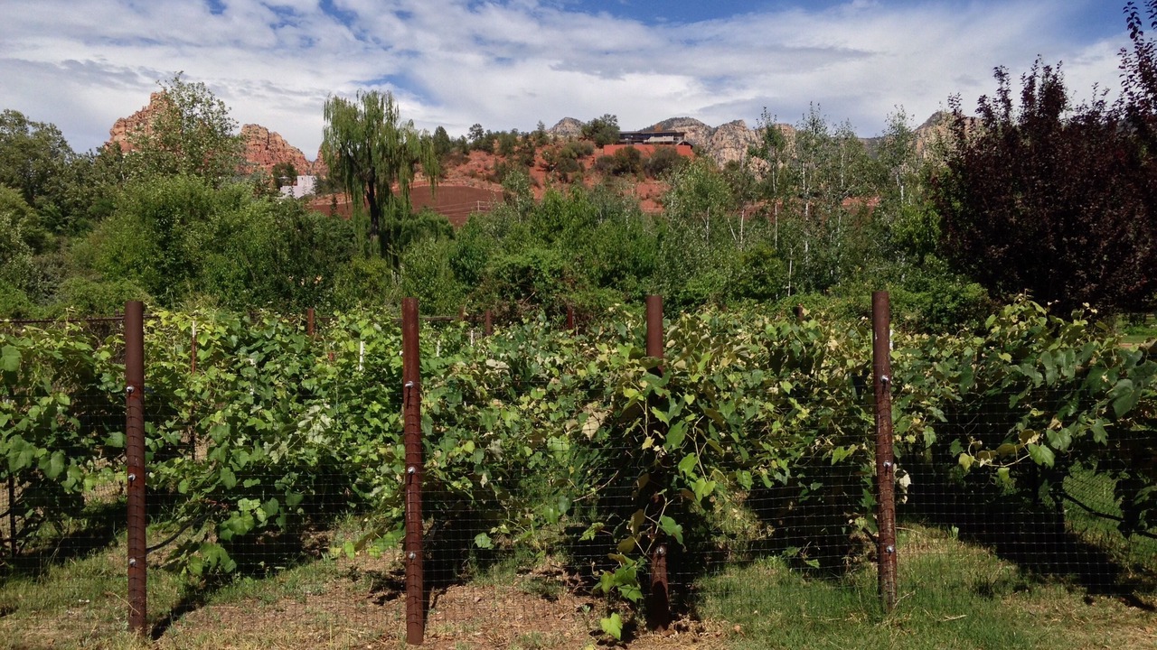 Photo of Others in Sedona