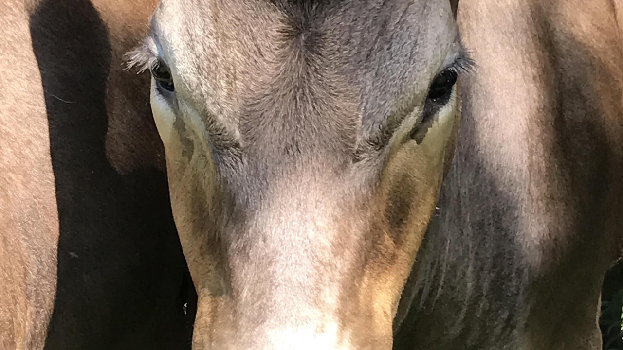 Photo of Others in Foxground