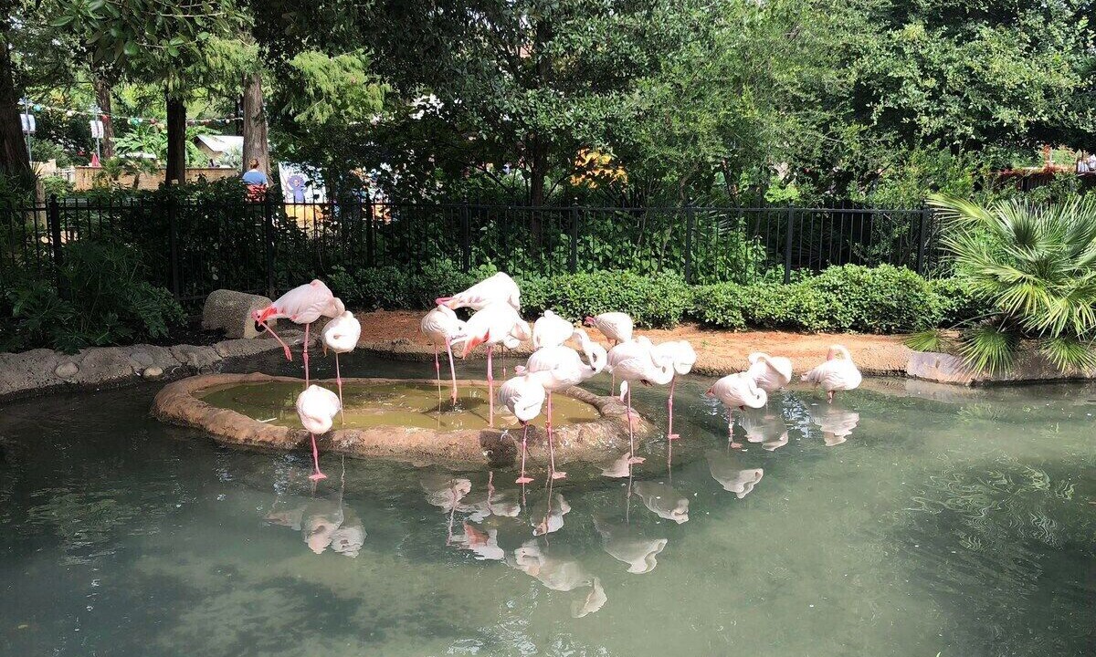 Photo of Others in Mahncke Park