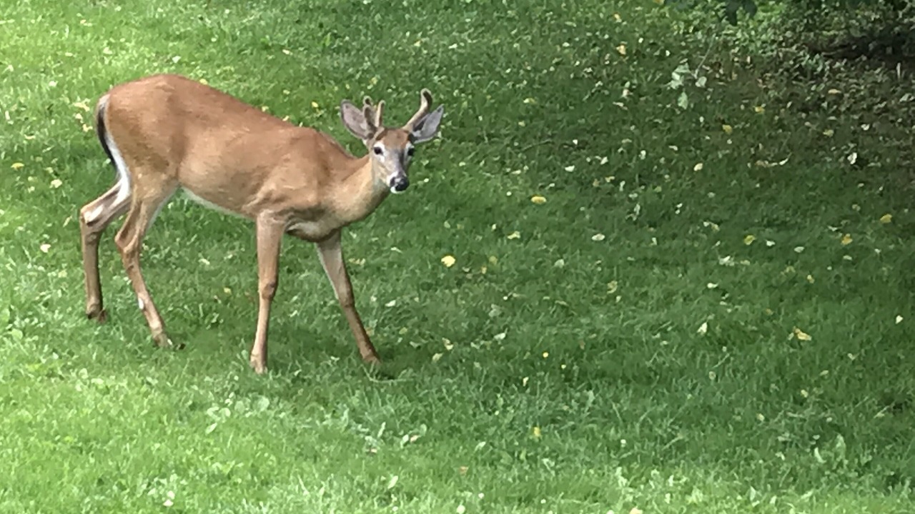 Photo of Others in Elka Park