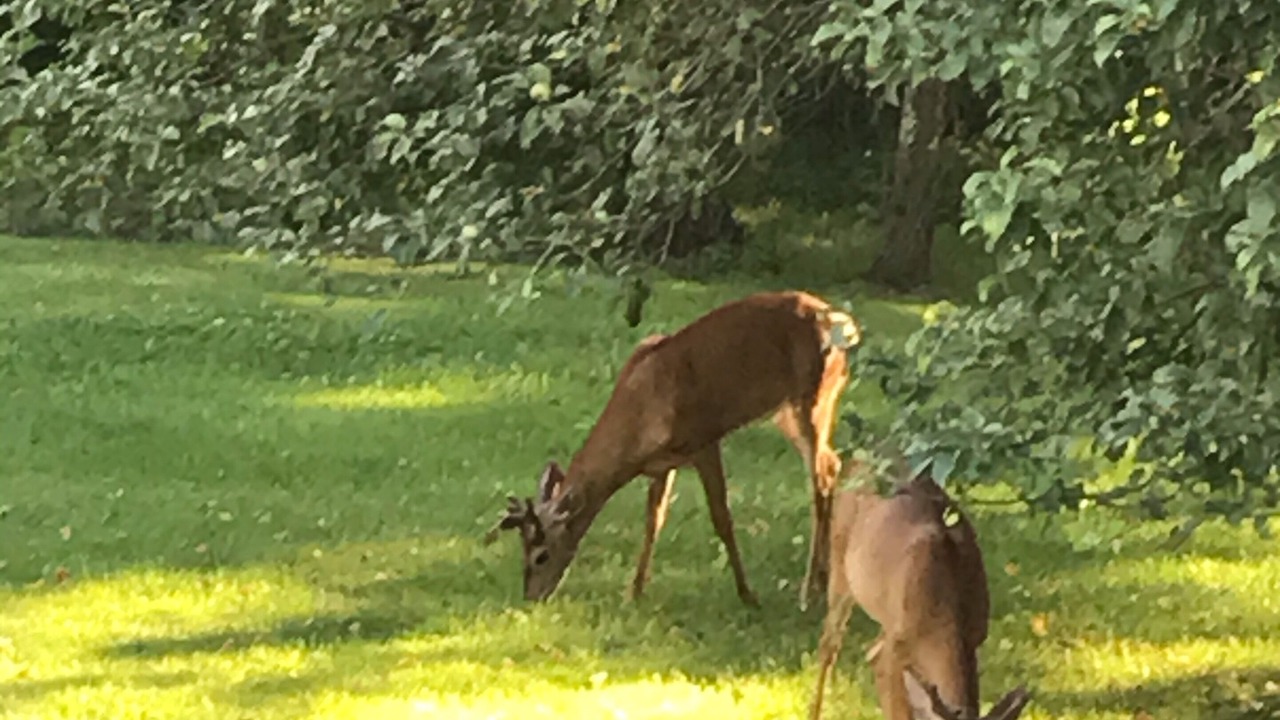 Photo of Others in Elka Park