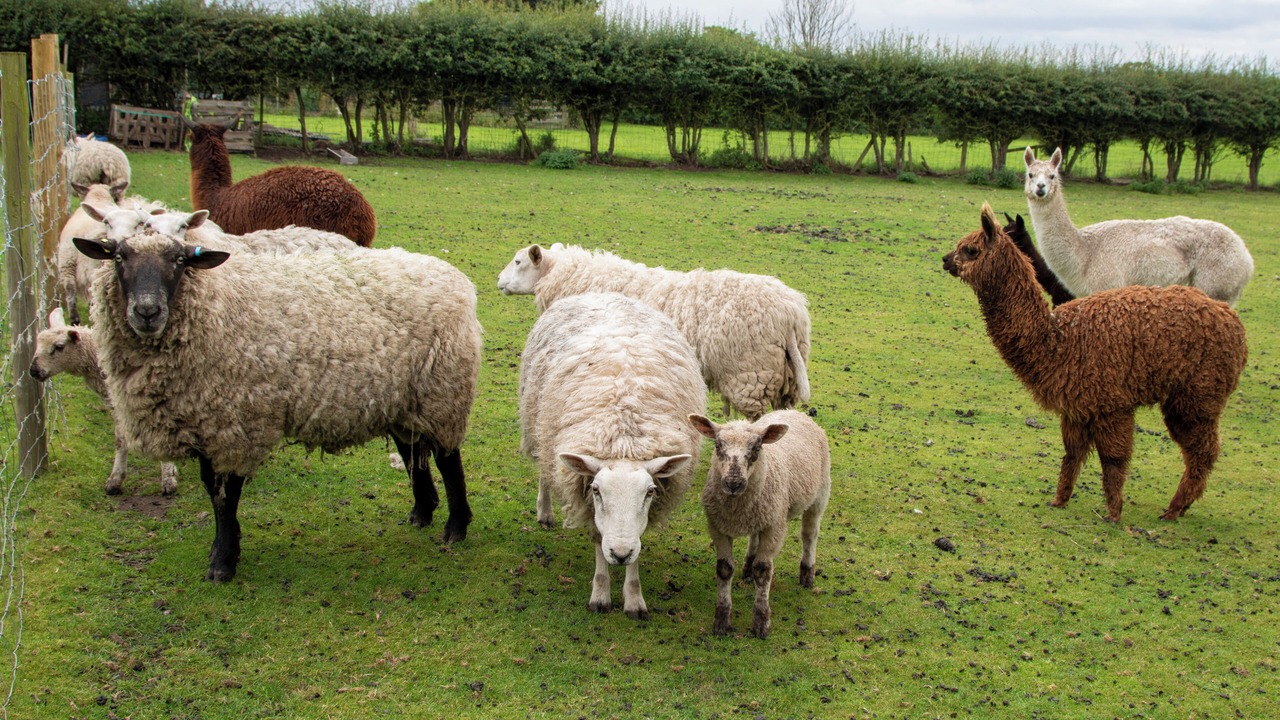 Photo of Others in Tarvin