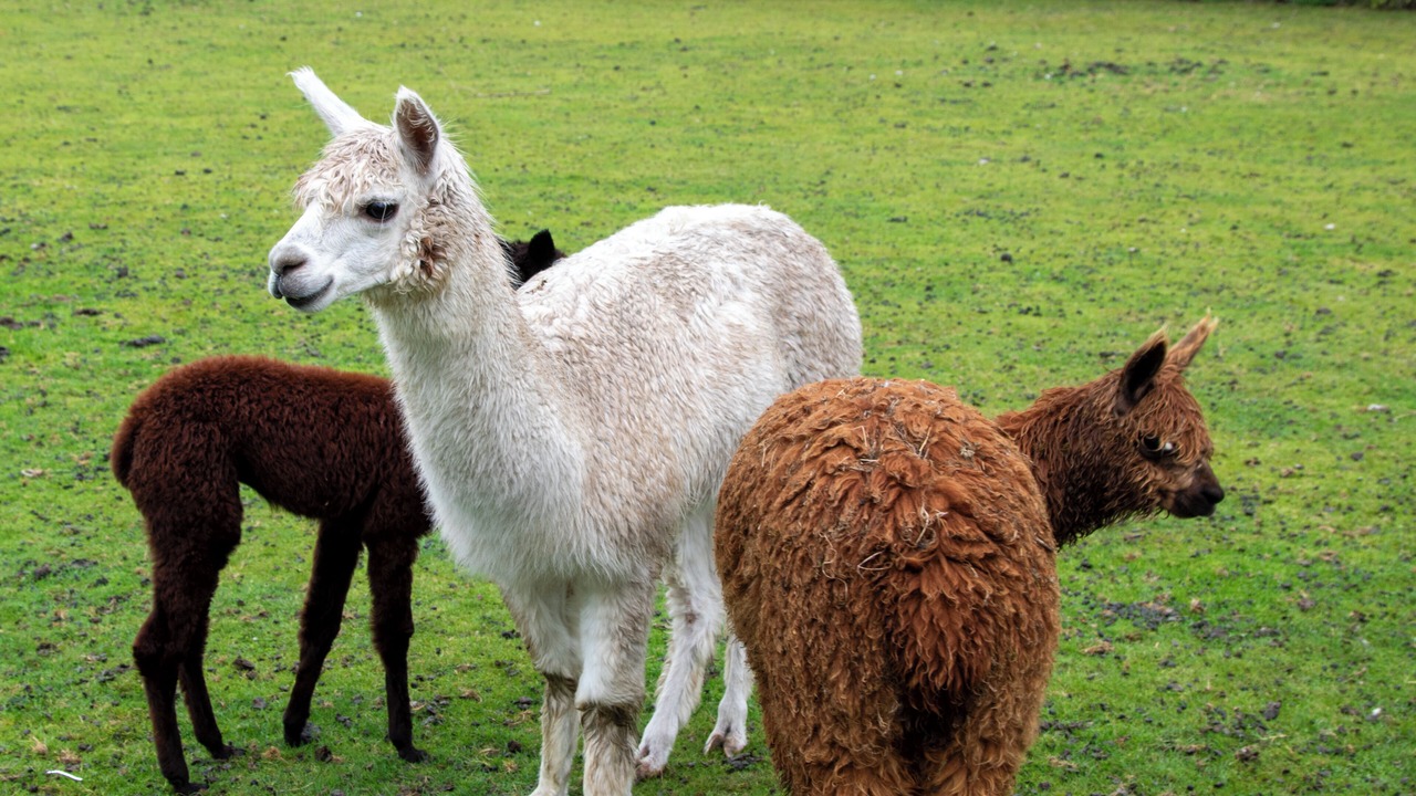 Photo of Others in Tarvin