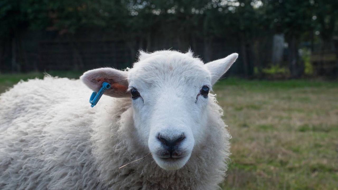 Photo of Others in Tarvin