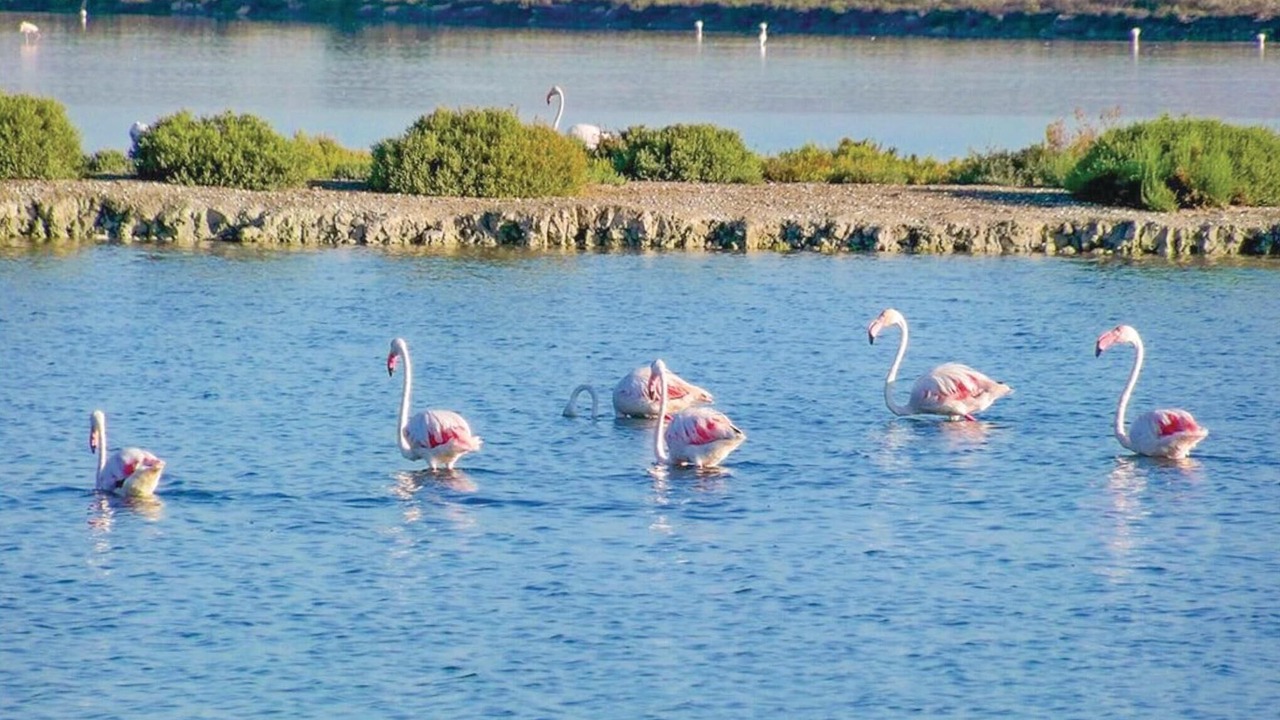 Photo of Others in Santa Pola